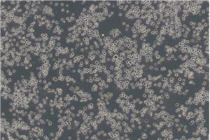 Amies運輸培養(yǎng)基