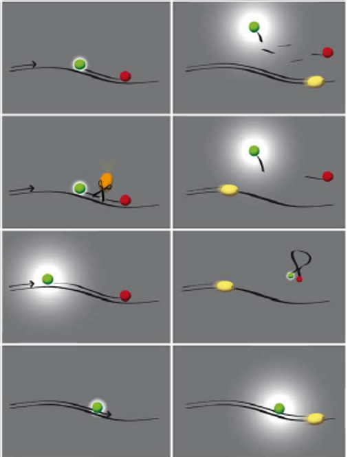 質(zhì)粒DNA的實(shí)時(shí)PCR的標(biāo)準(zhǔn)曲線.png 質(zhì)粒DNA的實(shí)時(shí)PCR的標(biāo)準(zhǔn)曲線.png