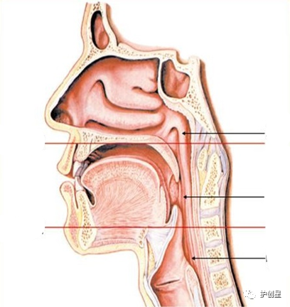 咽拭子取樣部位